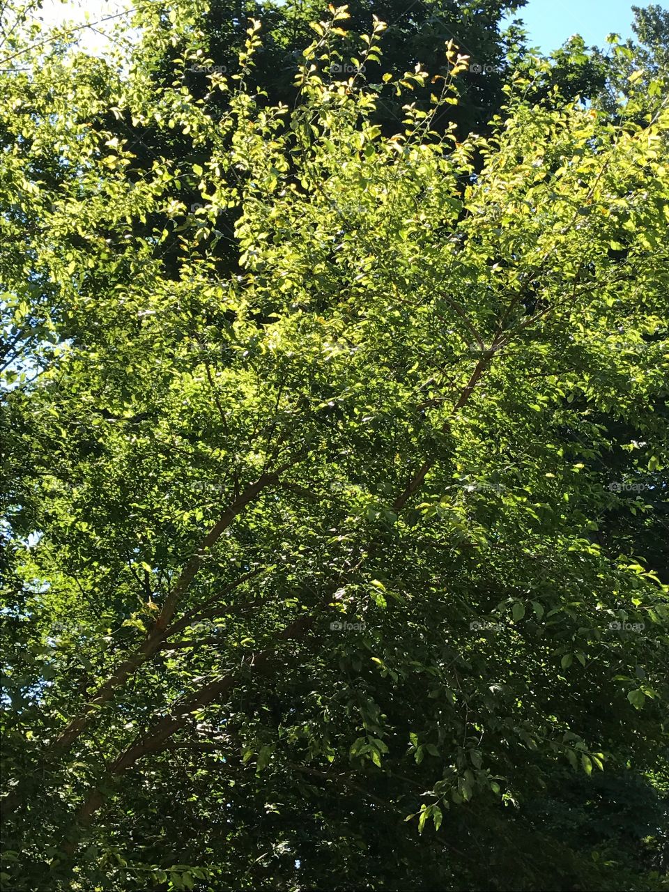 The sun capturing the trees off of my back porch