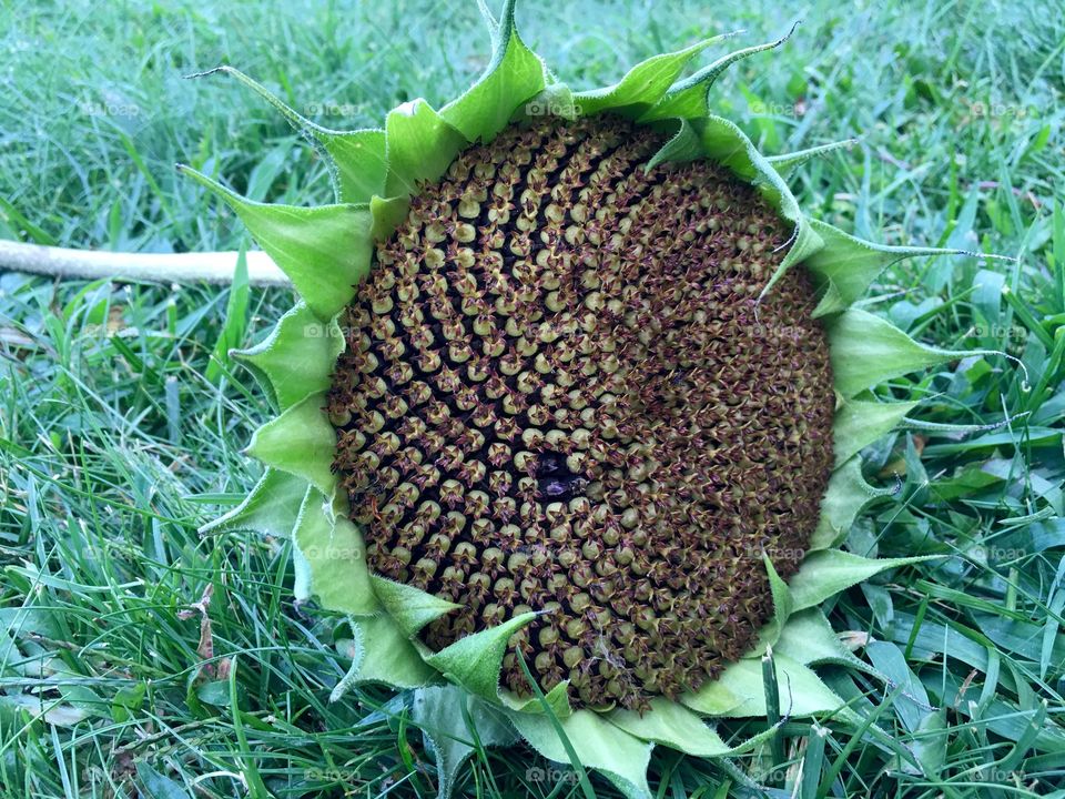 Sunflower