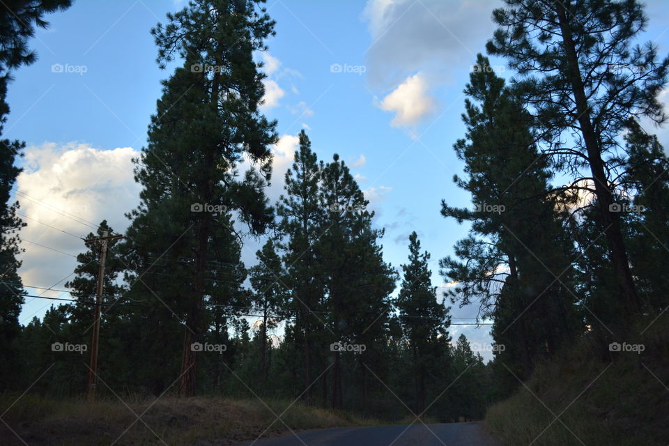 Pines Darkening the Sky - Polson, MT