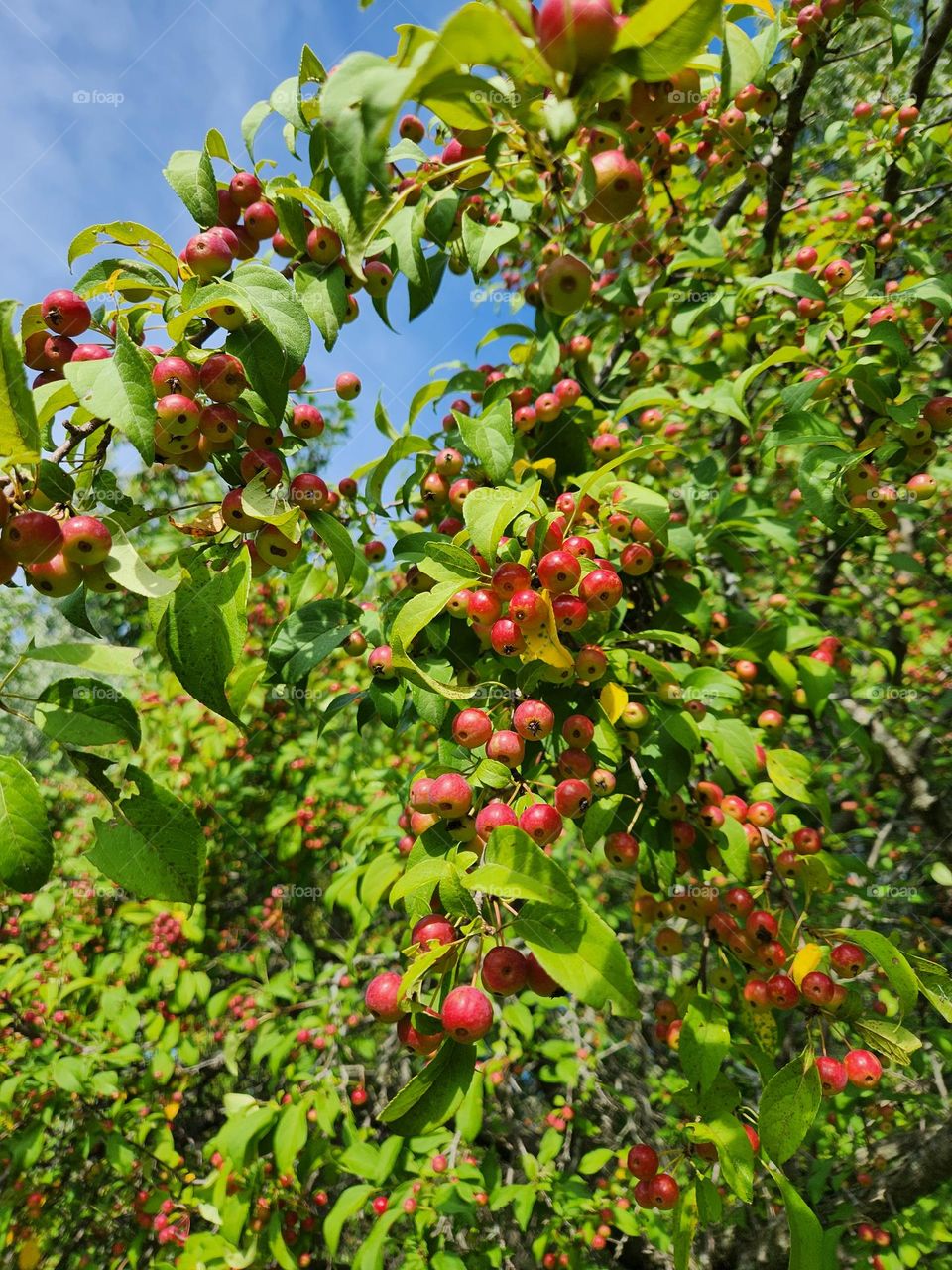 crabapples