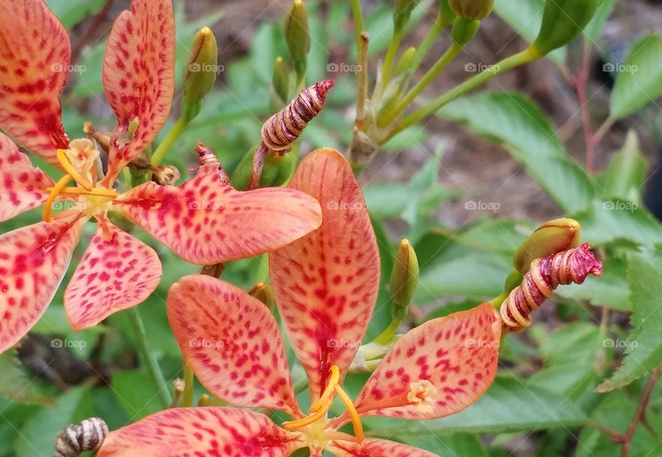 Blackberry lily. the flower on the blackberry lily is only open one day. Then during the night, the flower twists itself closed and this forms the seed pod.  When the seed pod opens, the seeds look like a cluster of blackberries.