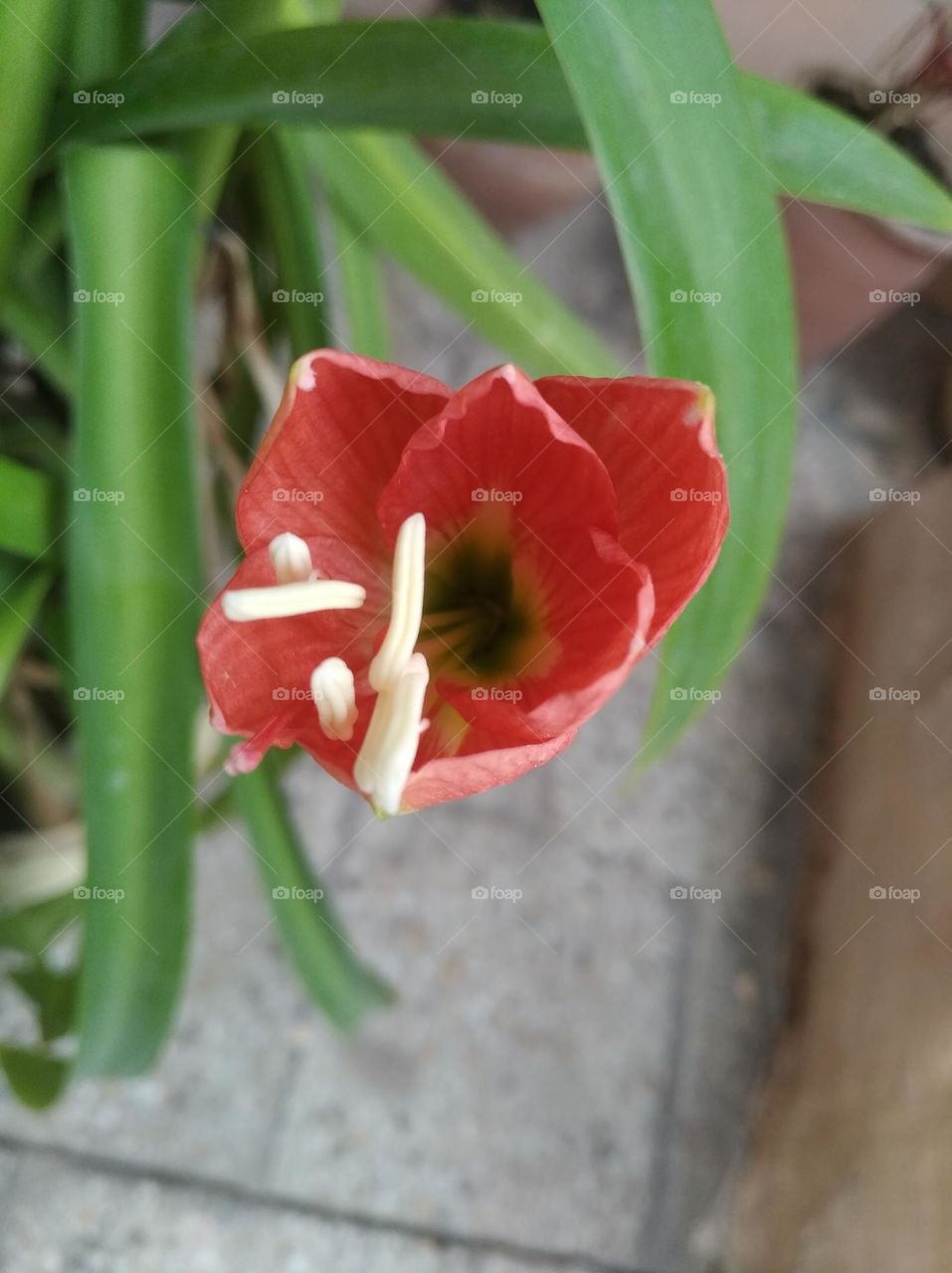 red Lilly striped Barbados flower pink colour looks very beautiful generally found everywhere fresh seasonal