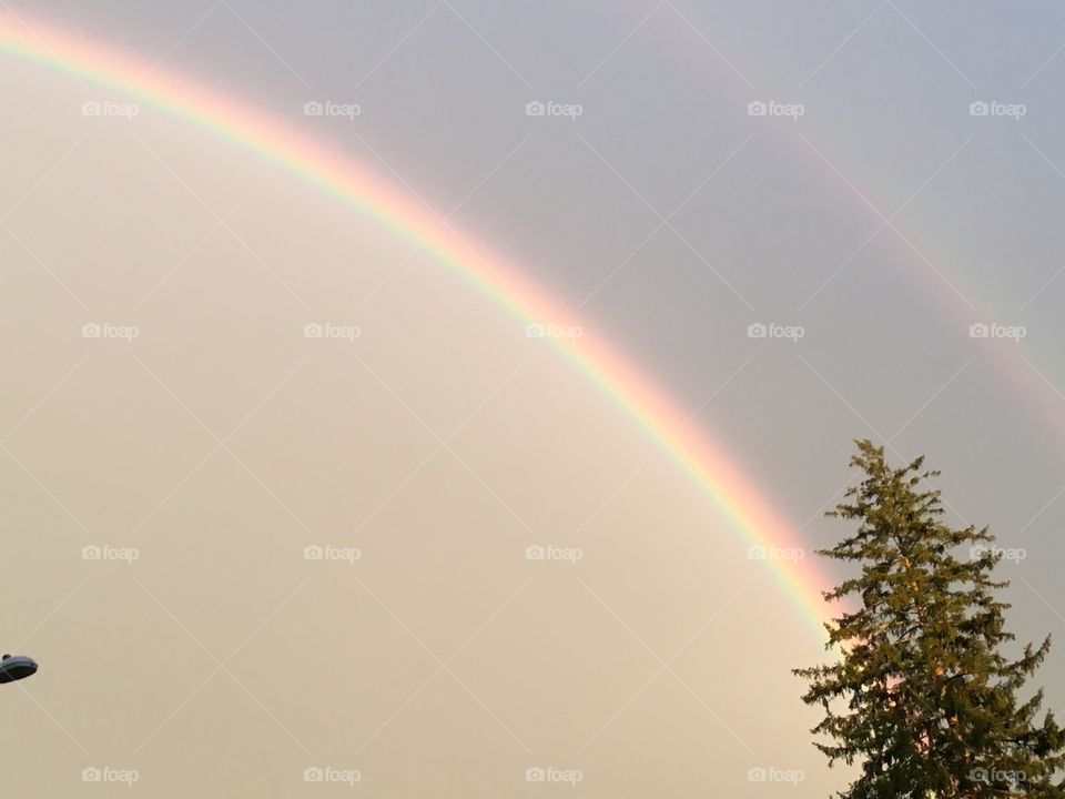 Tree and double rainbow 