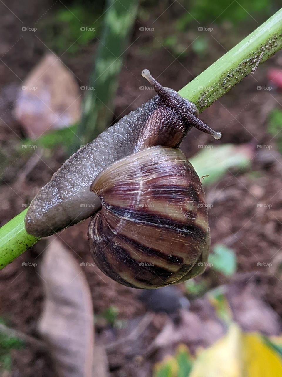 poison snail