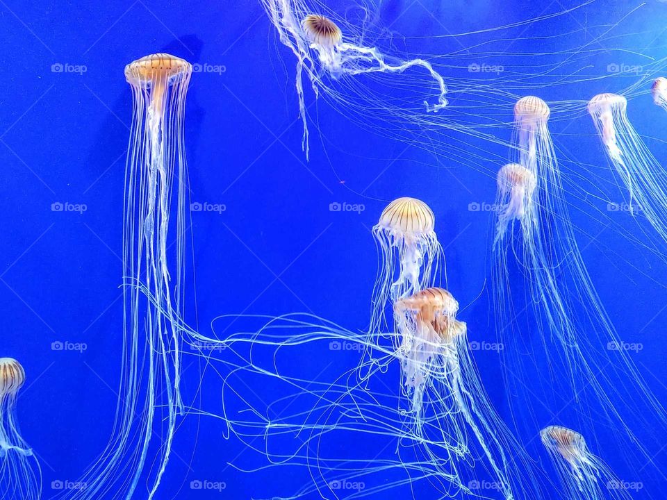 jellyfish