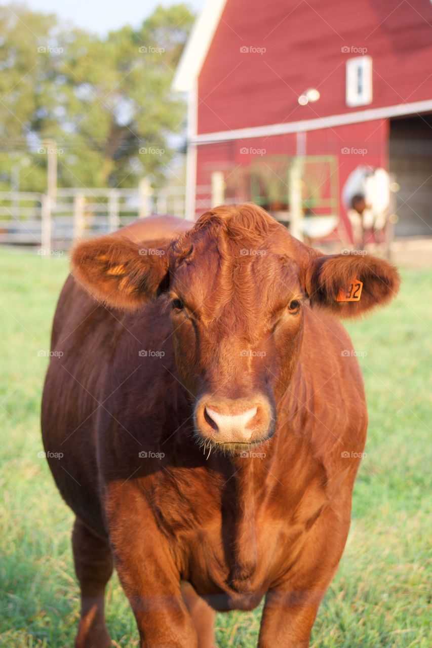 A red steer stands in a grassy pasture in the warm, early autumn sun with a horse and beautiful red barn in the blurred background behind him 