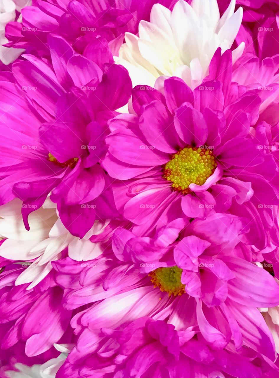 Pink flowers