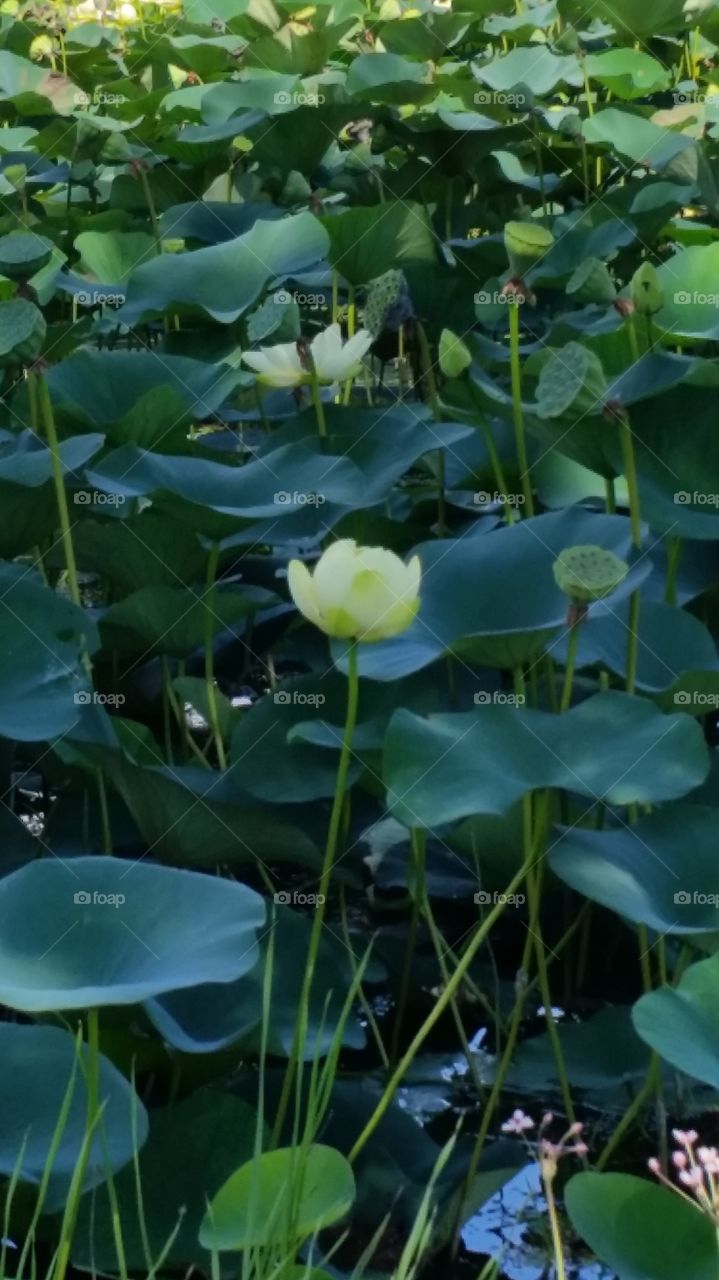 lotus pond, sterling state park