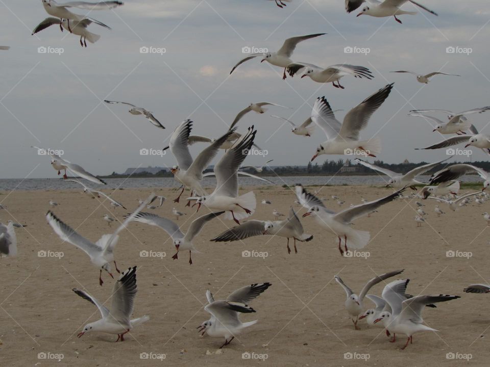 Seagulls on the sea coast