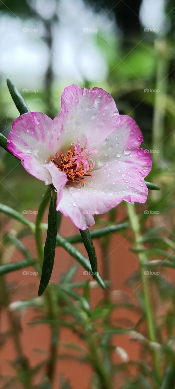 The world is filled with lots of beauty, every small things blessed with amazing fair.