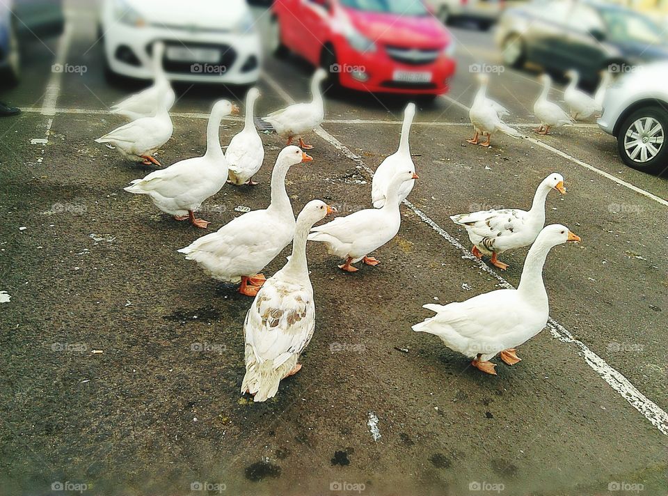 gaggle of geese