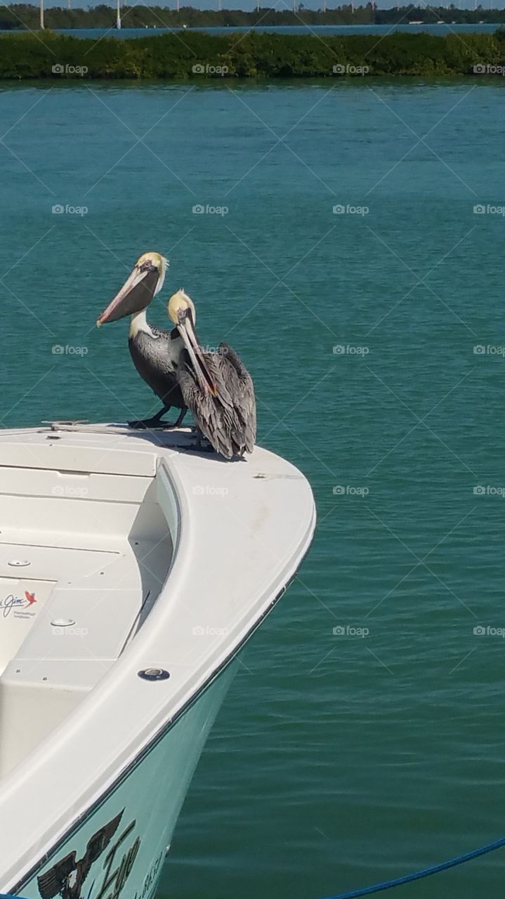 Pelicans on the boat.