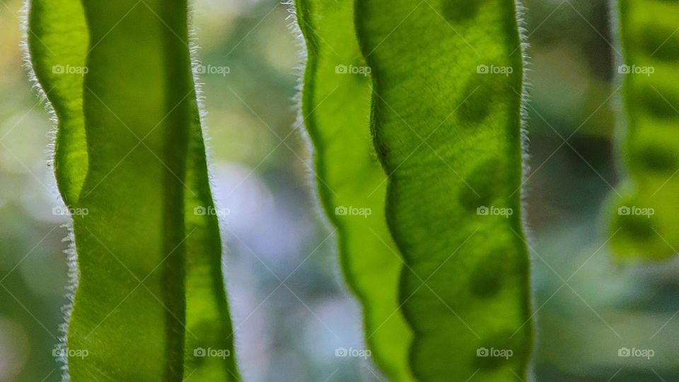 green circle of shadows