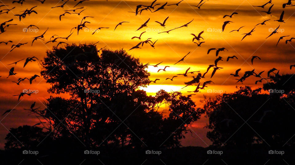 Pôr do sol no pantanal com garças voando