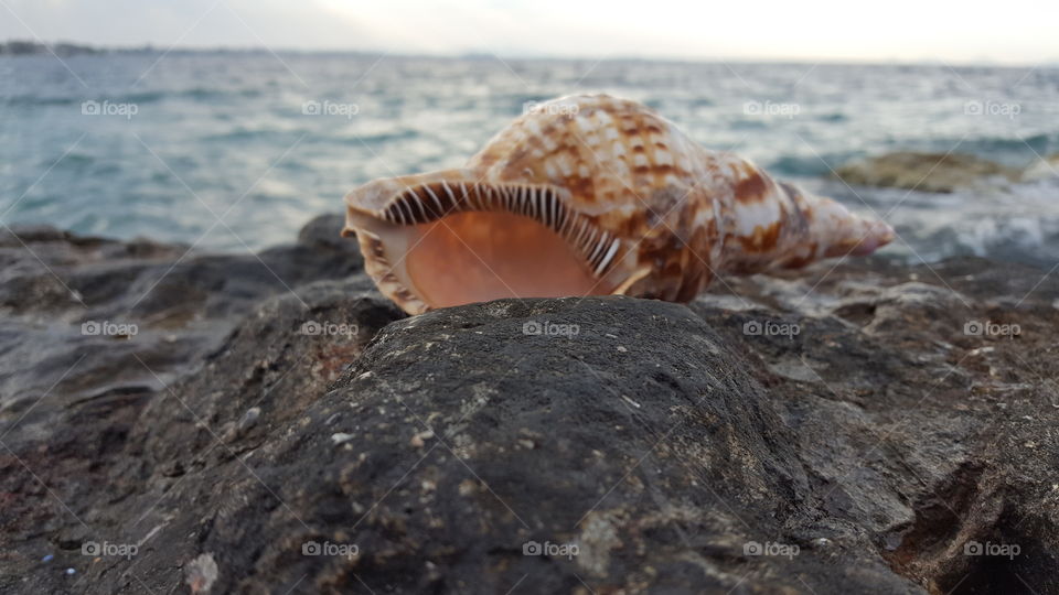 Conch shells on rock against sea
