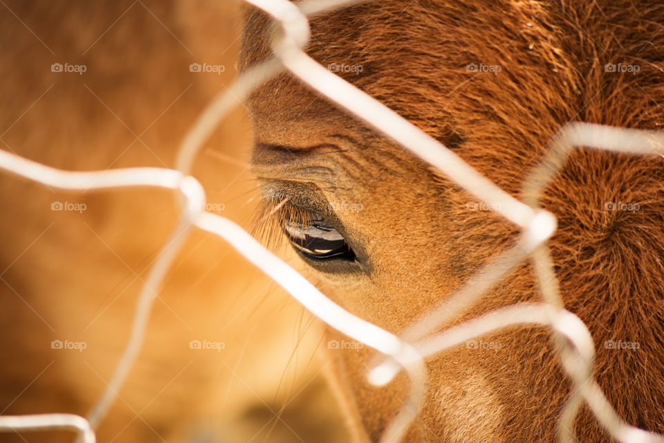 Close up view of a horse eye through a fence.