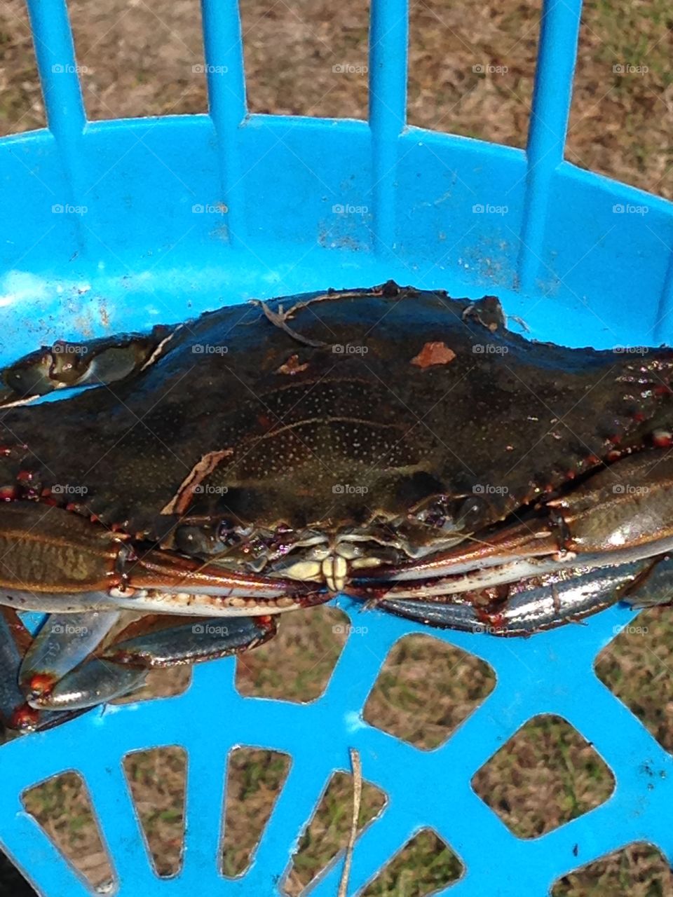 Blue Claw Crab caught in a basket