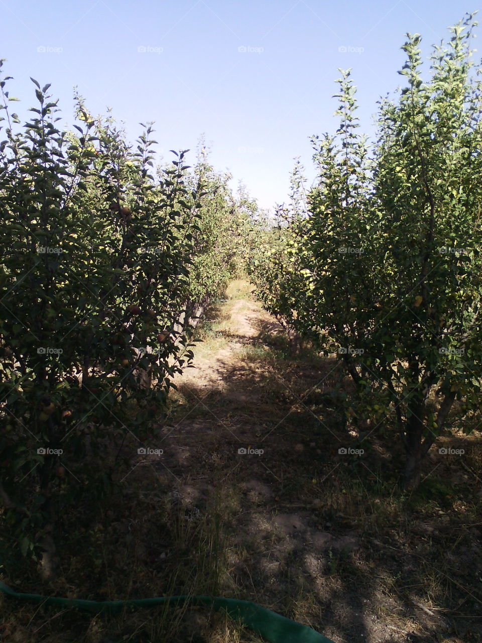 Green apple trees ready to harvest.