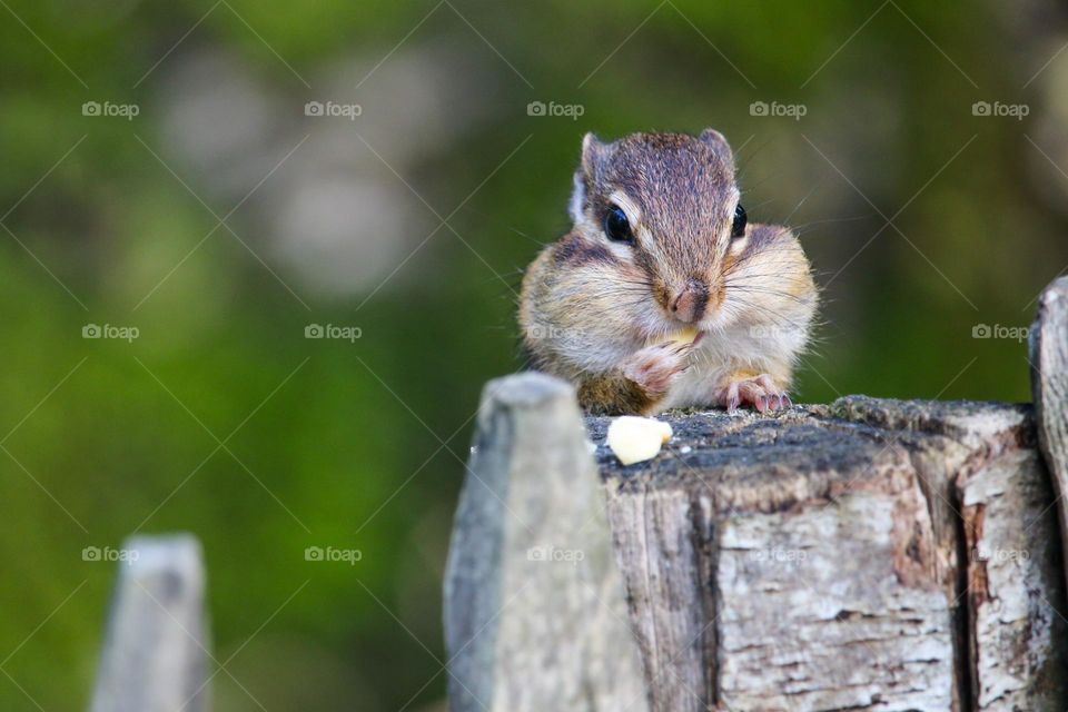 Chipmunk putting nuts in his cheeks