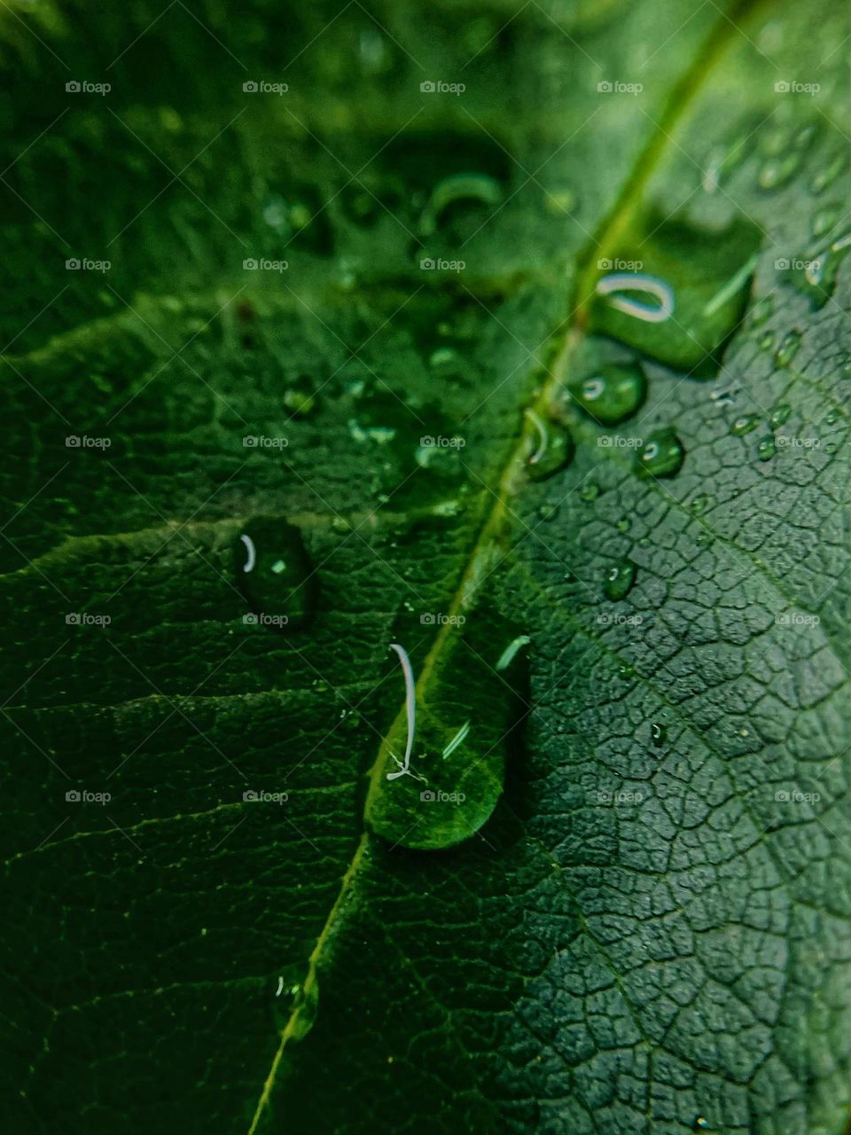 WATER DROPS ON A LEAF