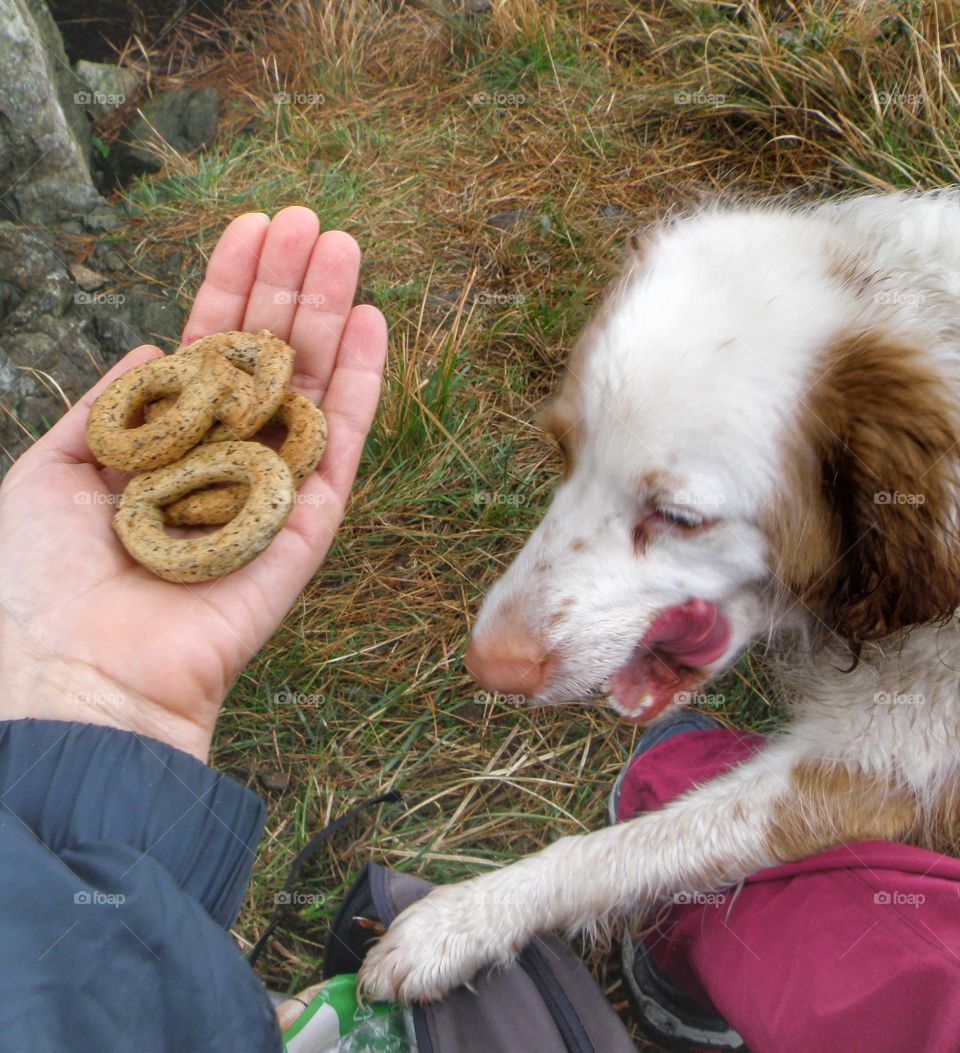 Taralli and dog