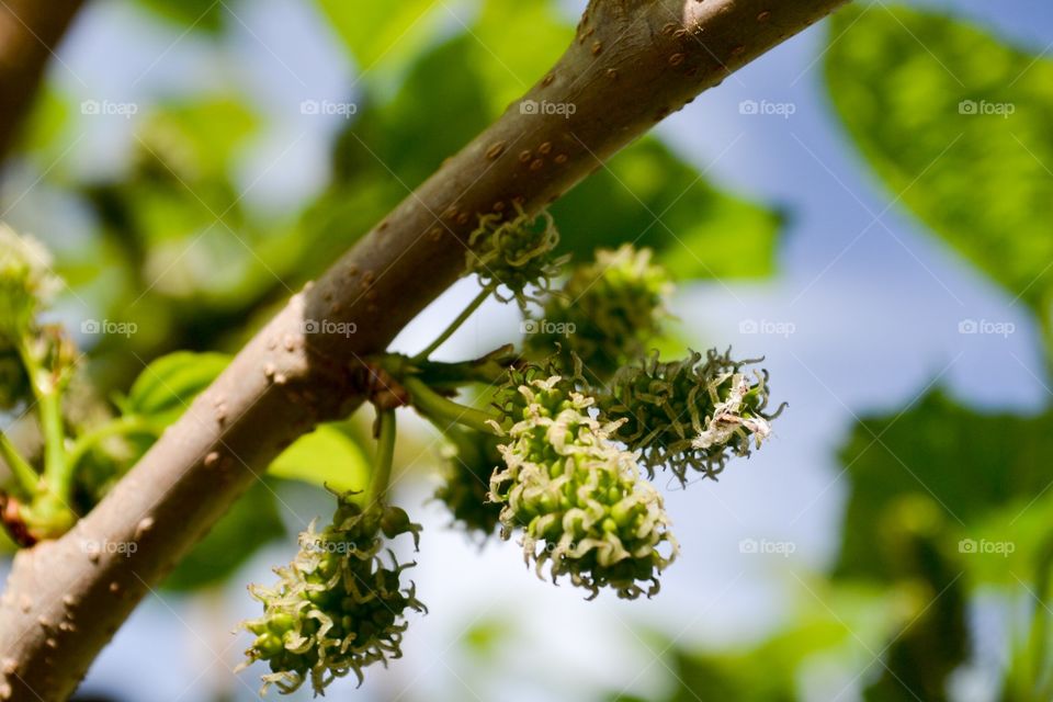 Mulberry tree bush berry buds in spring 