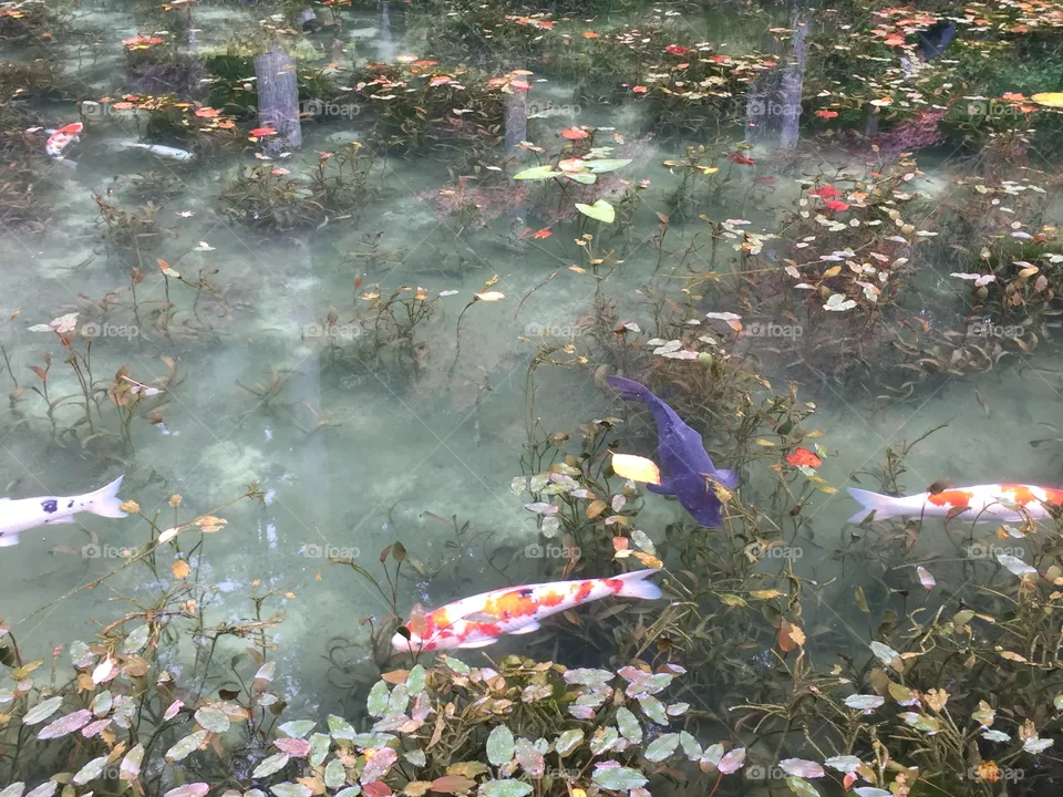 Monet pond