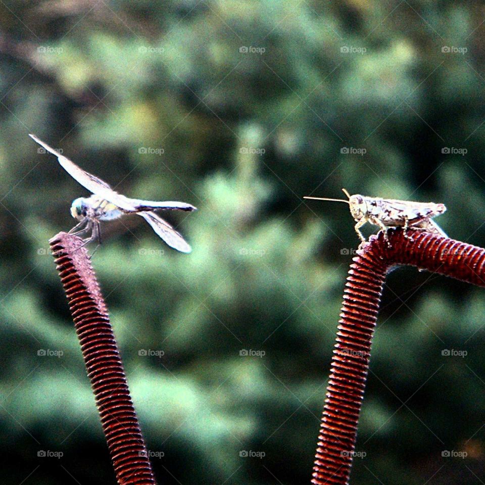 Dragonfly & Grasshopper sitting on rebar together.
