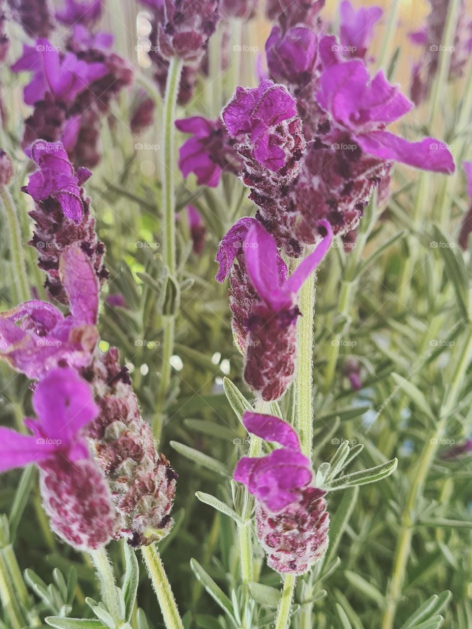 Nature close-up 💜