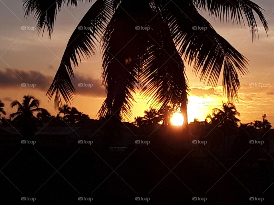 sky, sun, palm trees, dawn in the tropics golden clouds