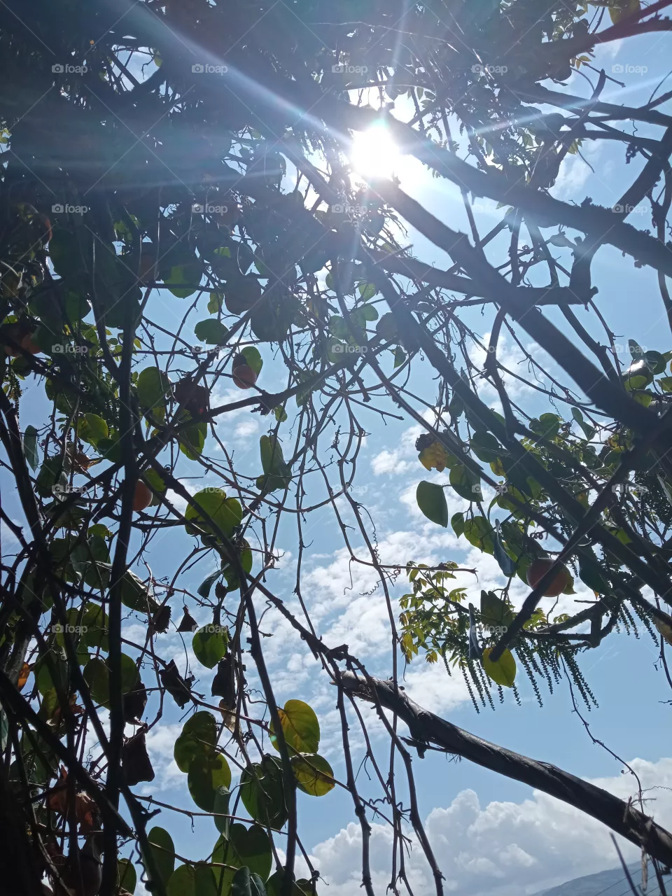 el sol entre ramas