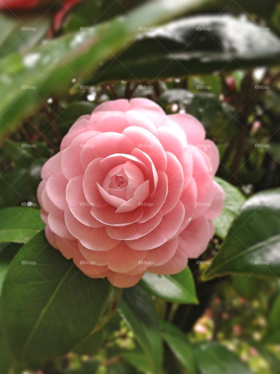 Perfect Blossom in Rain