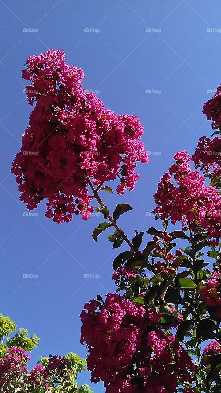 Tree. Taking a walk through the park