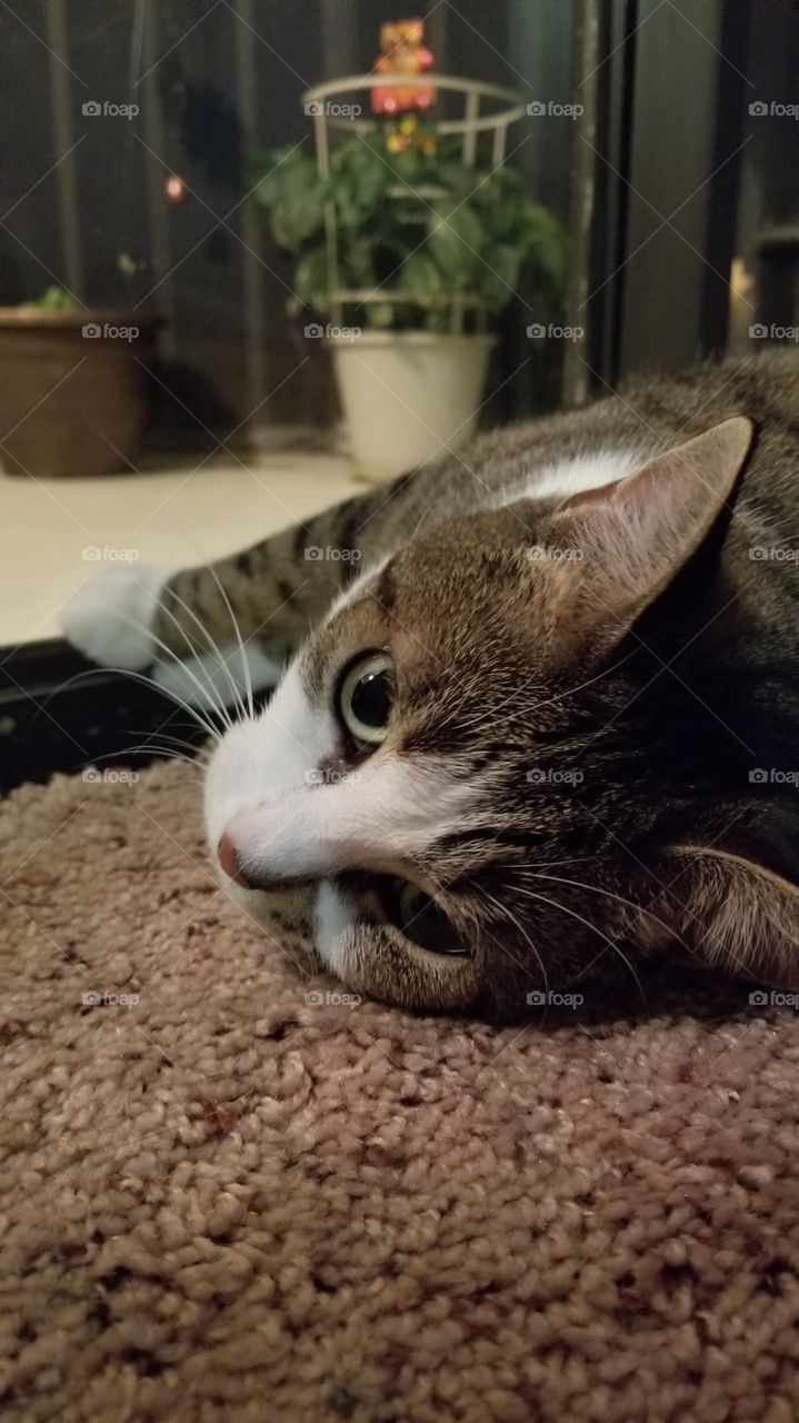 My Cat, Missy: A Cat's Life