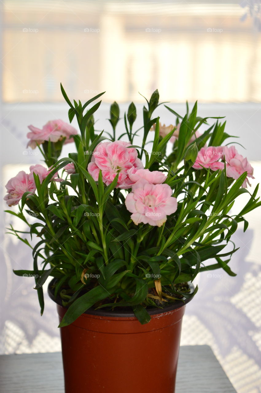 HOUSE PLANTS IN POTS