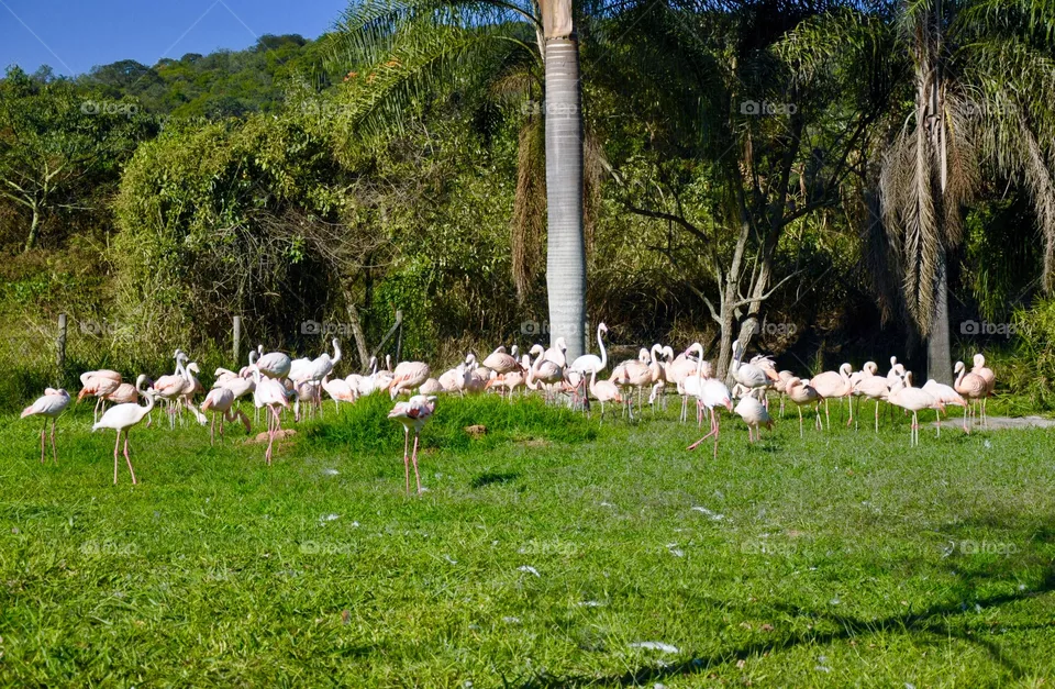Flamingo 