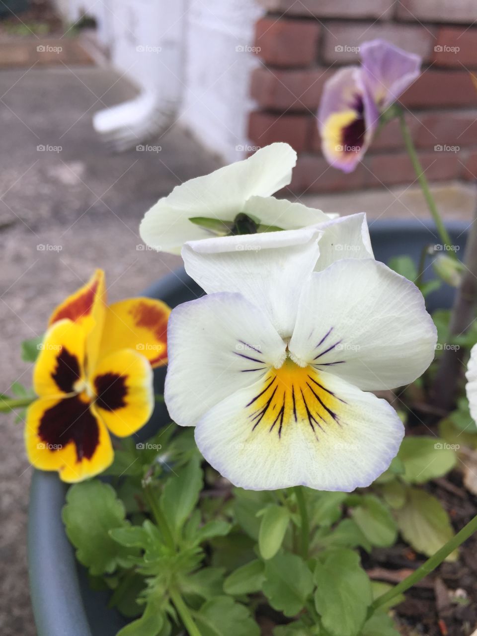 Pansies in bloom