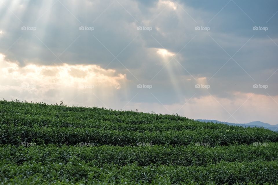 Chengrai/Thailand:February 16 2019-Chui Foung ,beautiful tea plantation 