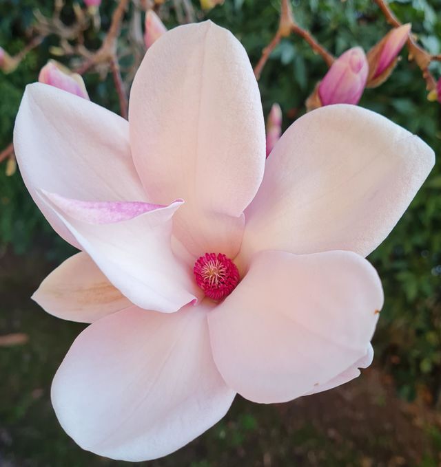 city in flowers