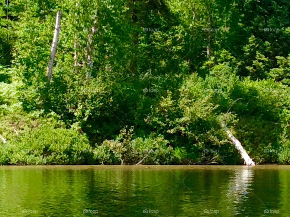 Forest reflection in lake