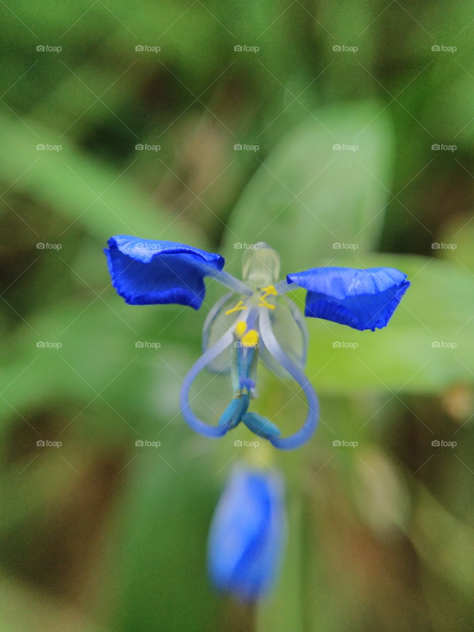 beautiful small flower