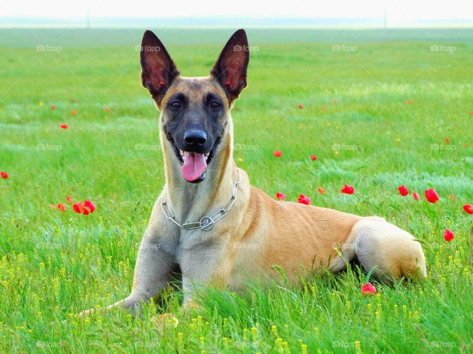 Malinois dog Spring