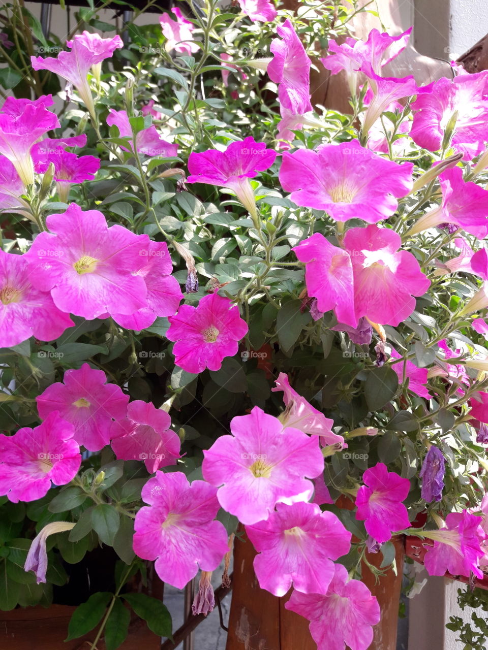 the bush of blooming purple flowers among the sunshine.