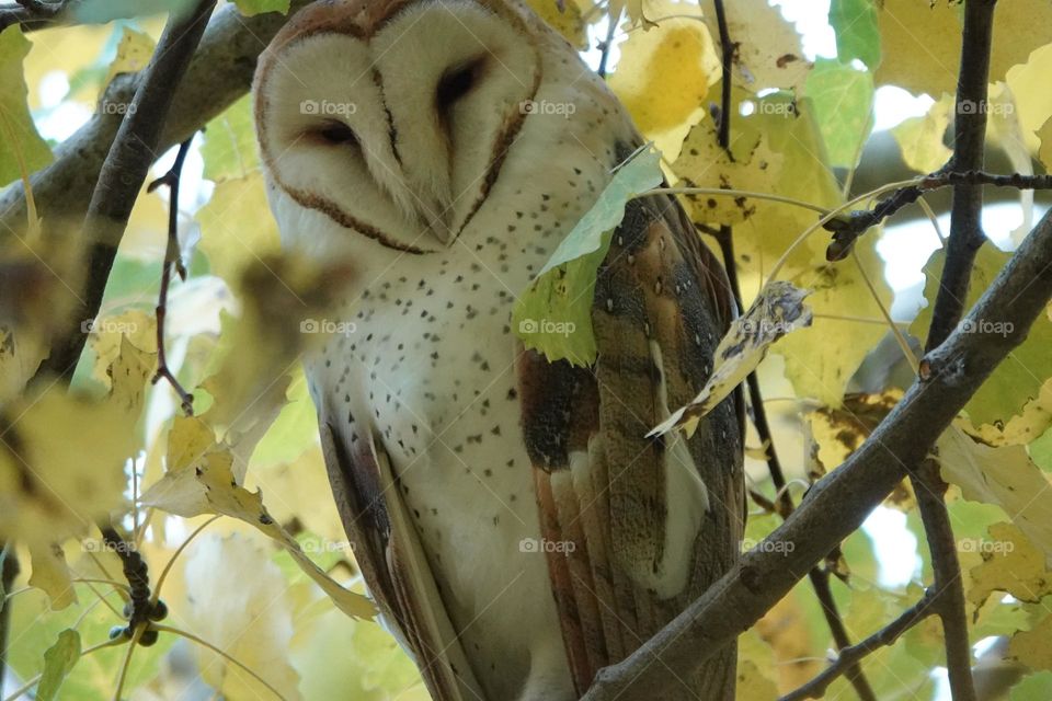 Sleeping barn owl 