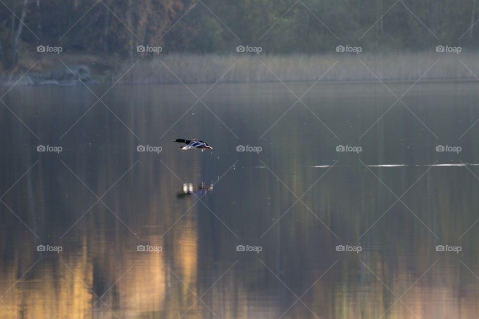 Mallard duck flying over the lake