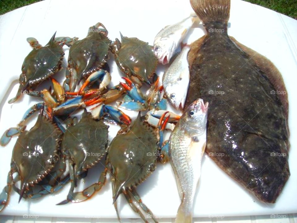 crab,fish