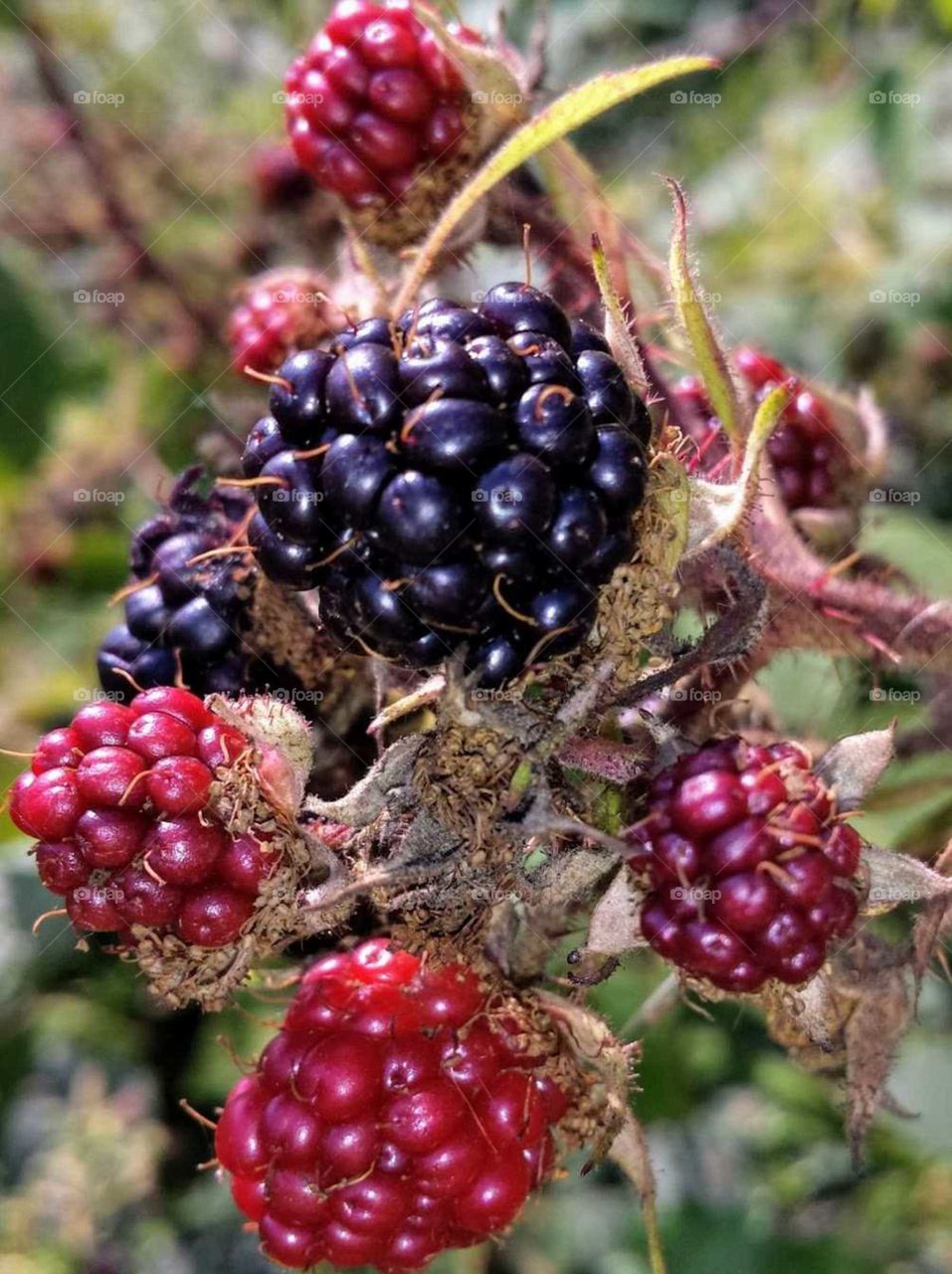 Black Berries