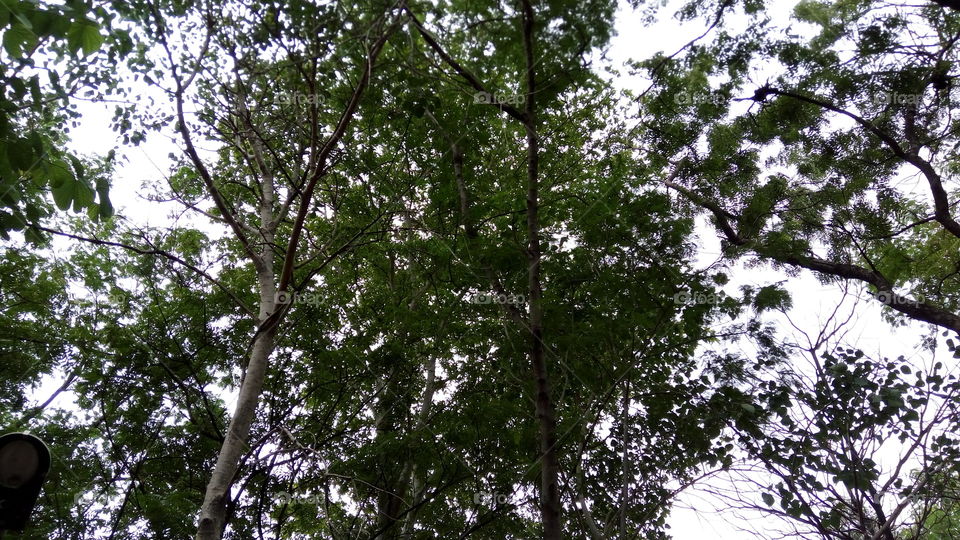 tallest trees