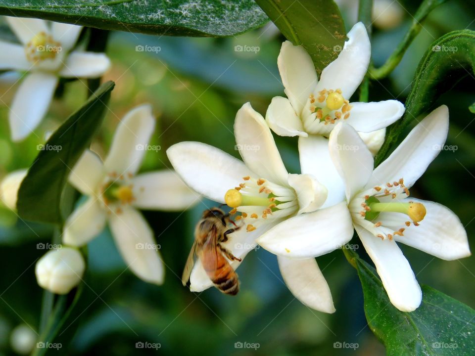 Bee in Satsuma blossoms