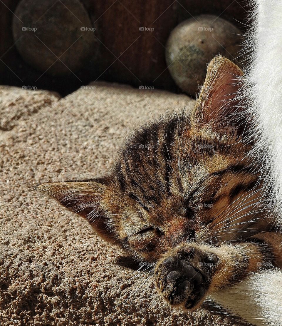 Kitten sleeping by it's mother 